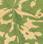 Caladium Pictum XLIII Poster Caladium Pictum XLIII Poster